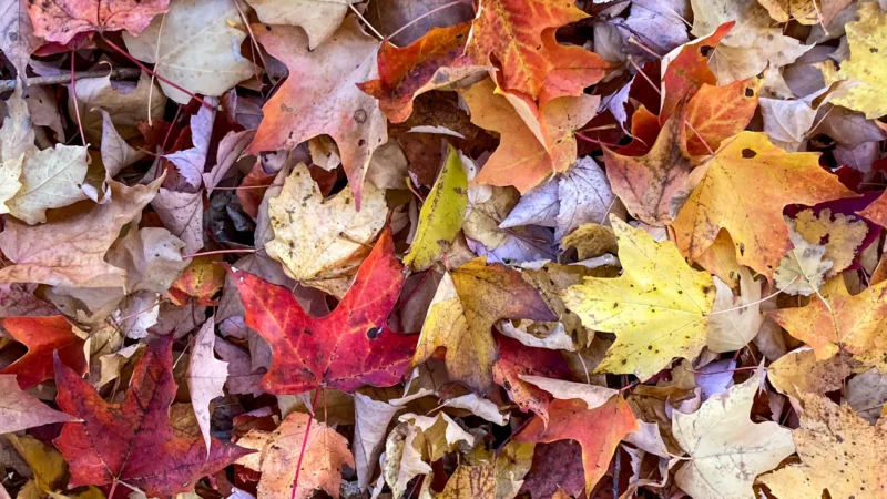 An autumn portrait of resilience